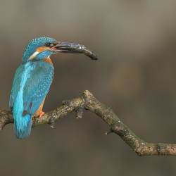 IJsvogel - Naarden