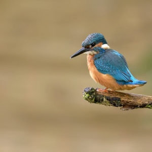 IJsvogel - Loosdrecht