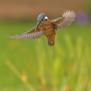 IJsvogel - Loosdrecht