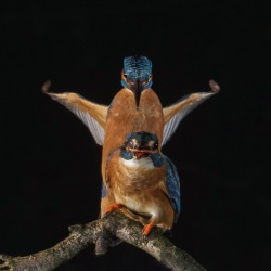 IJsvogel - Naarden