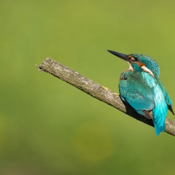 IJsvogel - Losser