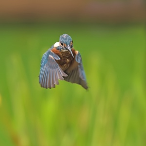 IJsvogel - Loosdrecht