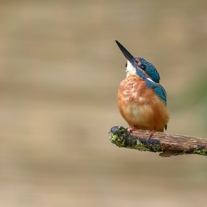 IJsvogel - Loosdrecht