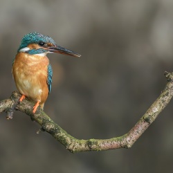 IJsvogel - Naarden