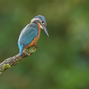 IJsvogel - Loosdrecht