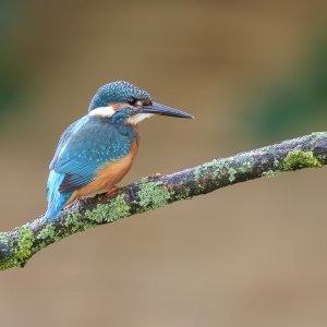 IJsvogel - Loosdrecht