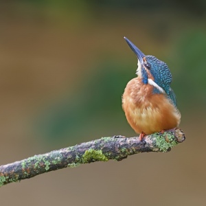 IJsvogel - Loosdrecht