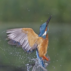 IJsvogel - Naarden