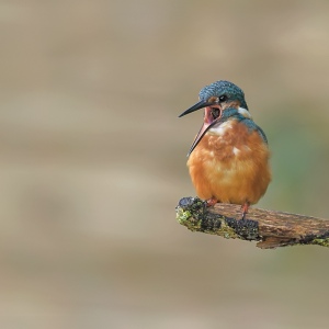 IJsvogel - Loosdrecht