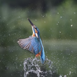 IJsvogel - Naarden