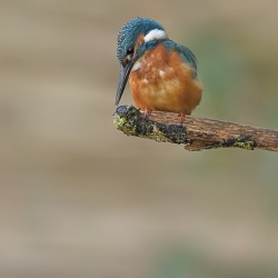 IJsvogel - Loosdrecht