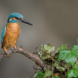 IJsvogel - Naarden