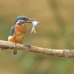 IJsvogel - Loosdrecht