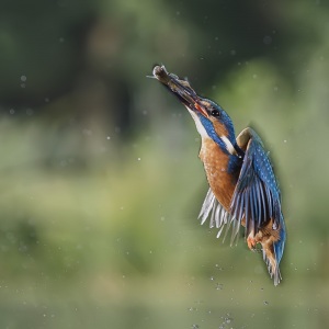 IJsvogel - Naarden