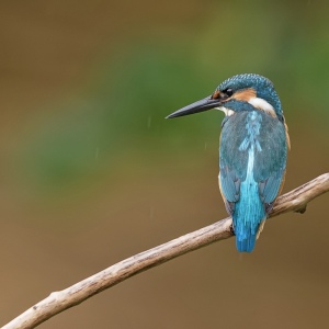 IJsvogel - Loosdrecht