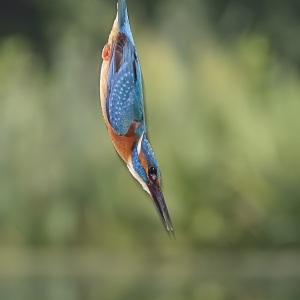 IJsvogel - Naarden