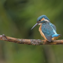 IJsvogel - Loosdrecht