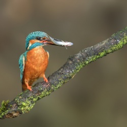 IJsvogel - Naarden