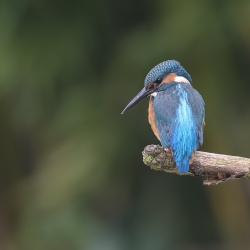 IJsvogel - Loosdrecht