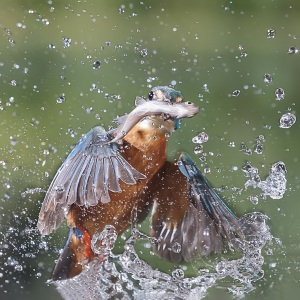 IJsvogel - Naarden