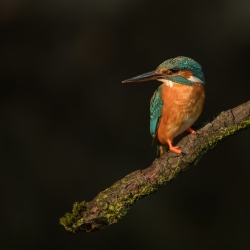 IJsvogel - Naarden