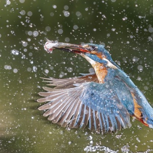 IJsvogel - Naarden