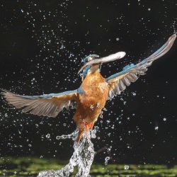 IJsvogel - Naarden