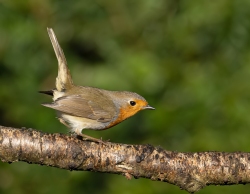 Roodborst