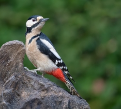 Grote bonte specht