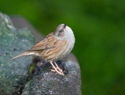 Heggenmus