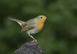 Roodborst