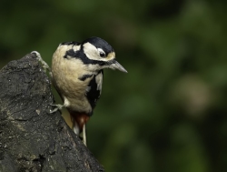 Grote bonte specht