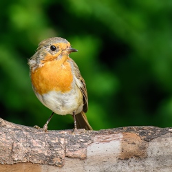 Roodborst