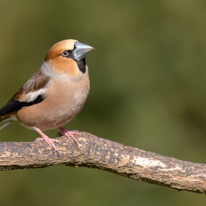 Appelvink