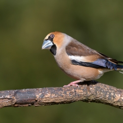 Appelvink