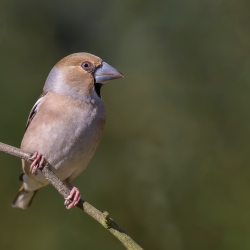 Appelvink