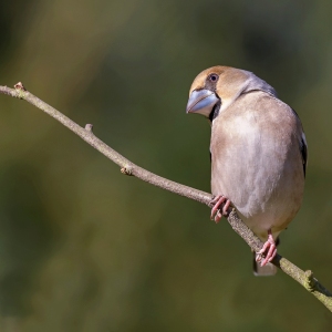 Appelvink