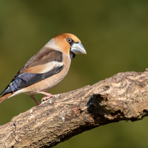 Appelvink