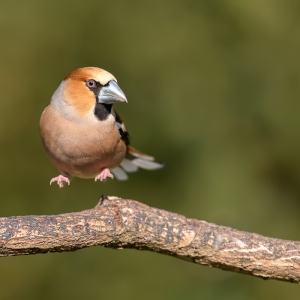 Appelvink