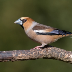 Appelvink