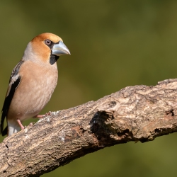 Appelvink