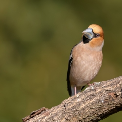 Appelvink