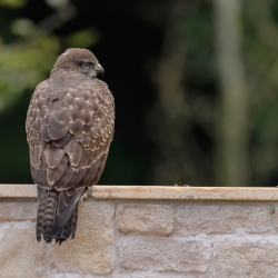 Buizerd