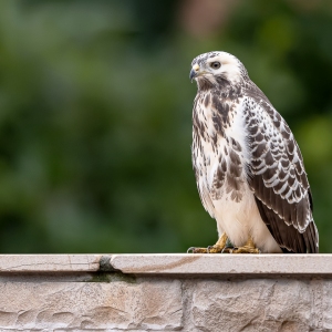 Buizerd