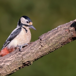 Grote bonte specht