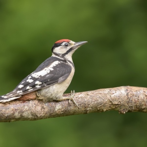 Grote bonte specht