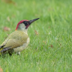 Groene specht