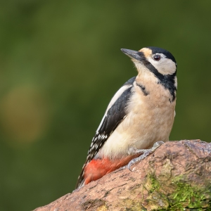 Grote bonte specht