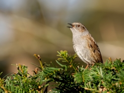 Heggenmus