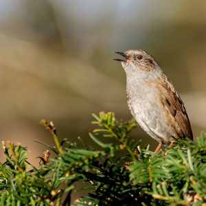 Heggenmus